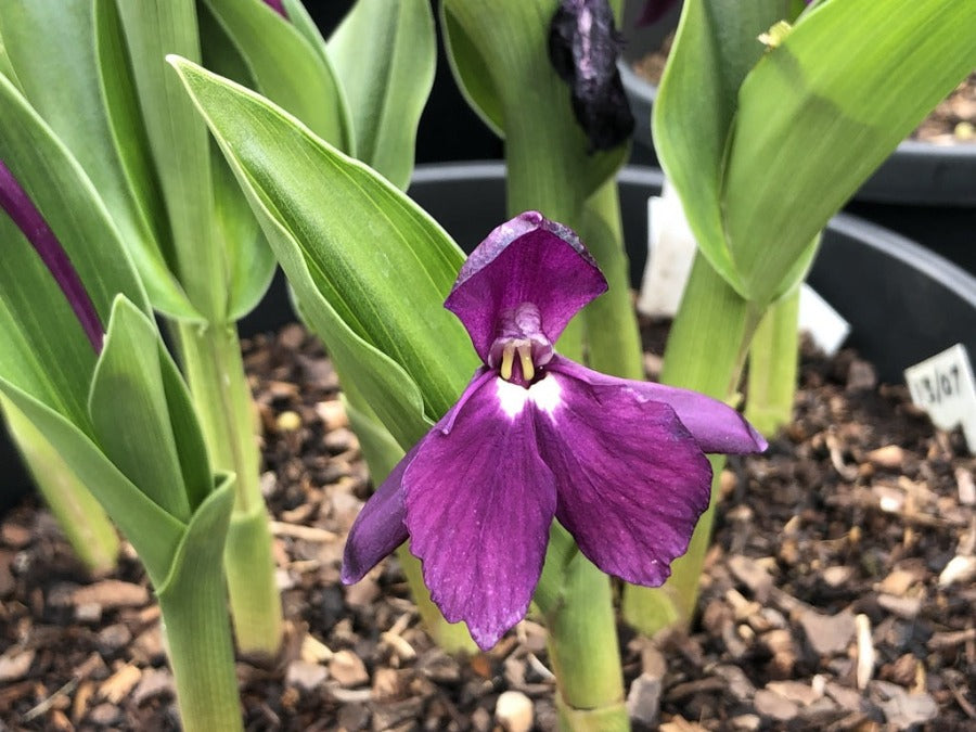 Roscoea 'Harvington Evening Star'