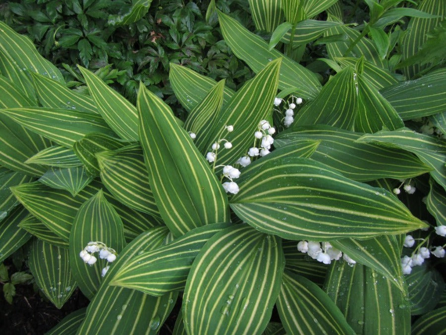 Lily of the Valley Convallaria majalis 'Albostriata' striped foliage