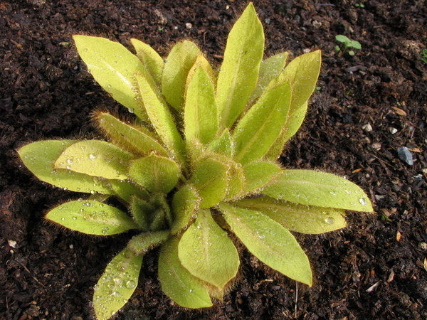 Meconopsis Golden Group himalayan poppy rosette