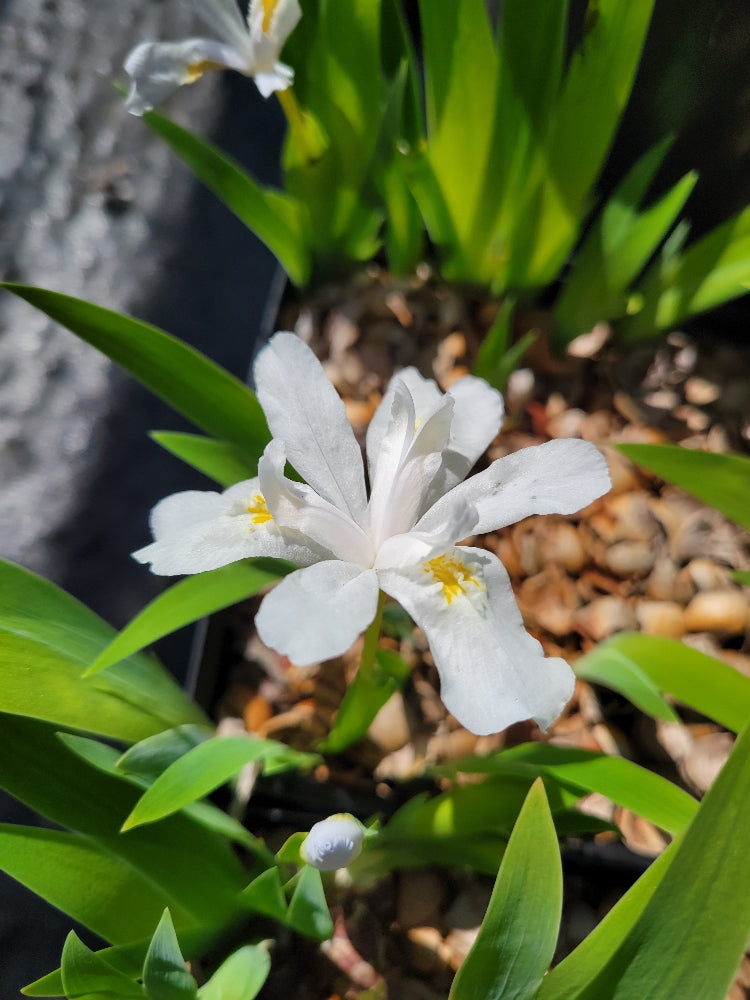 iris lily white Iris cristata 'Eco White Angel' – Far Reaches Farm