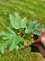 Ficus johannis subsp. afghanistanica  syn. F. afghanistanica