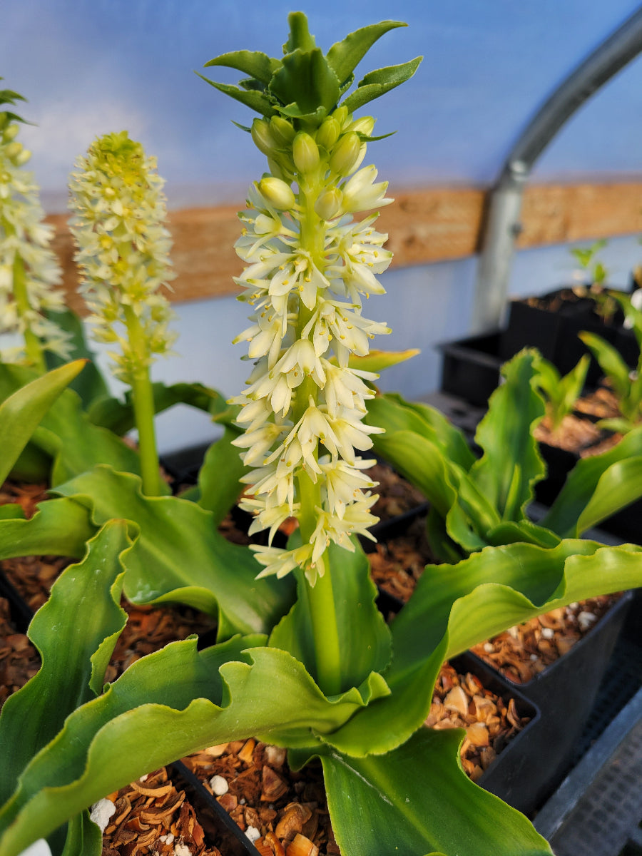 Eucomis zambesiaca