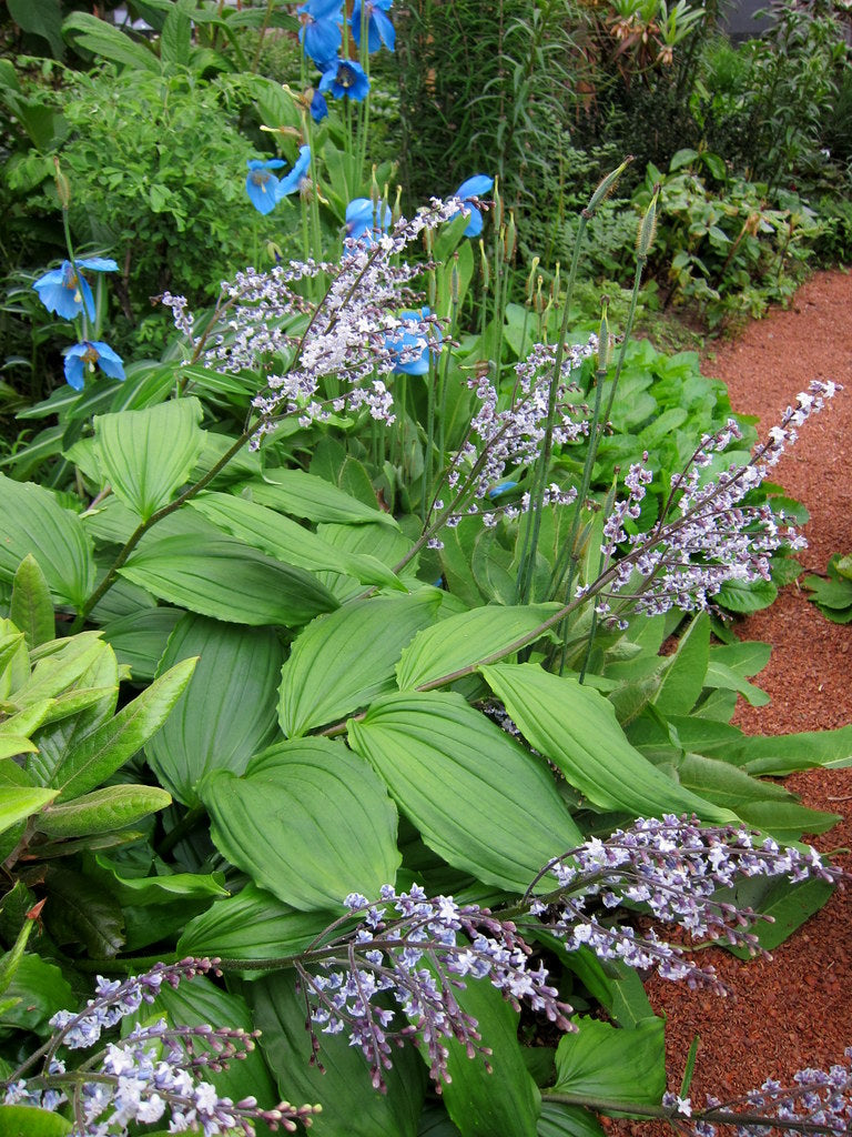 Maianthemum purpureum