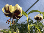 Lilium primulinum var. ochraceum ex FMWJ 13396