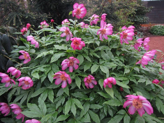 A shrub with many pink flowers of Paeonia mairei
