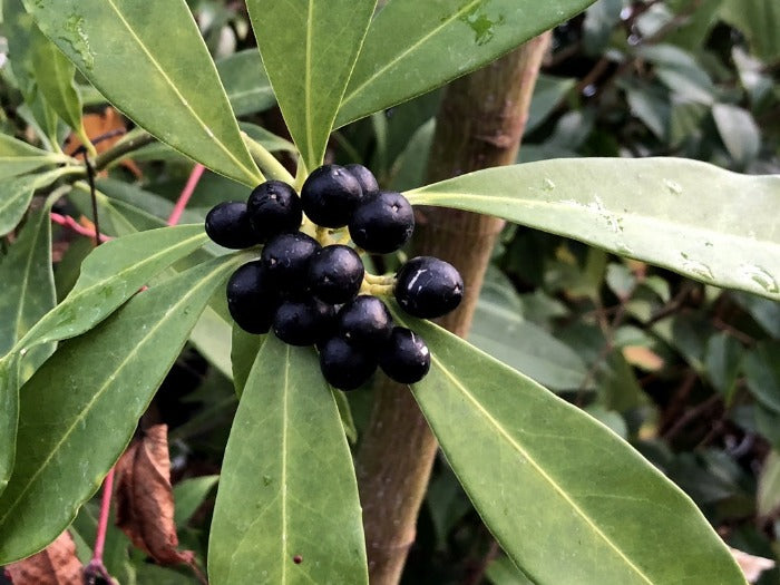 A cluster of dark blue berries and leaves of Skimmia arborescens