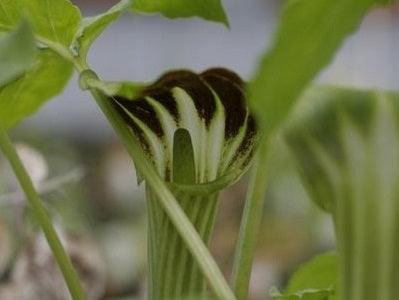 Arisaema amurense