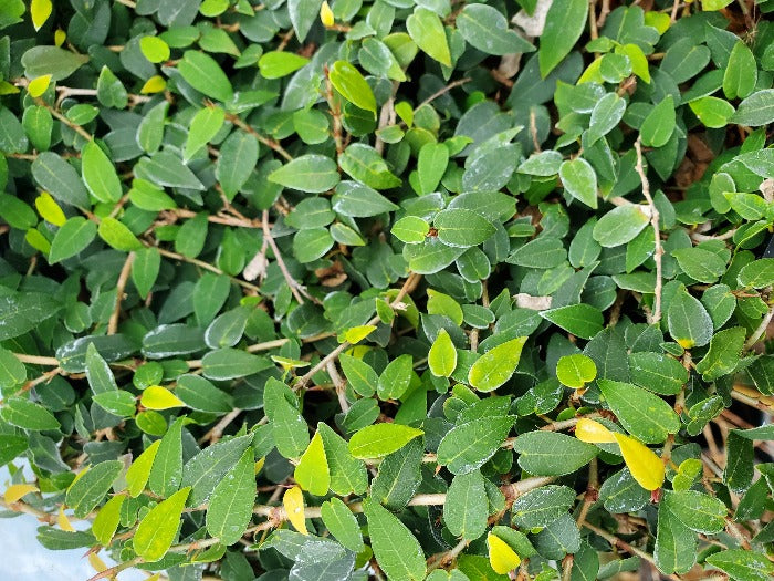 A screen of green Ficus cf. pumila MD15-69 leaves