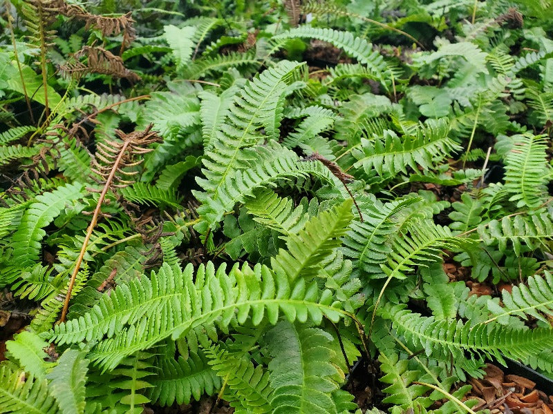 The green fronds of Austroblechnum microphyllum