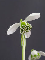 A closeup of the green and white flower of snowdrop Galanthus 'Dionysus'
