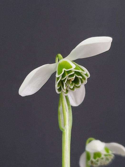 A closeup of the green and white flower of snowdrop Galanthus 'Dionysus'