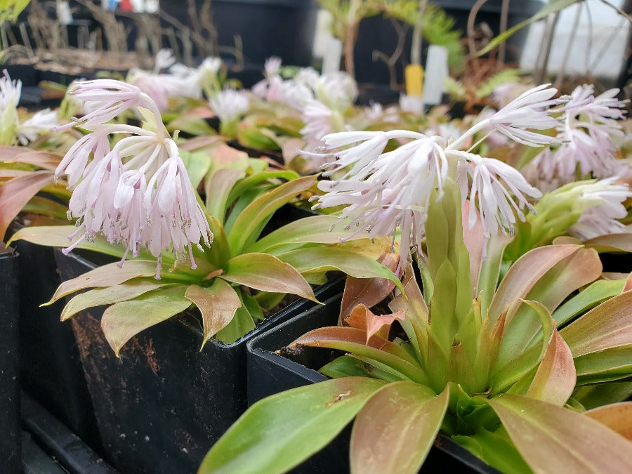 Heloniopsis umbellata BSWJ1839