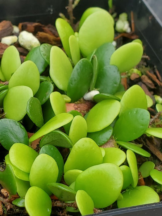 Lemmaphyllum microphyllum