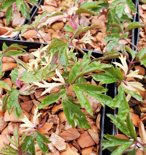 Variegated green and white foliage of Anemone nemorosa 'Jan'
