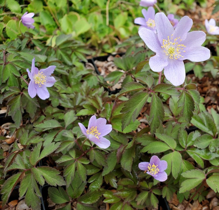 Anemone nemorosa 'Bowles' Purple'
