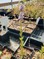 Phacelia idahoensis