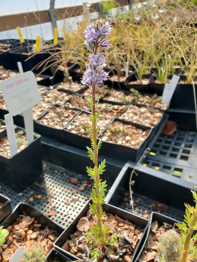 Phacelia idahoensis
