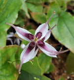 Epimedium flavum x omeiensis