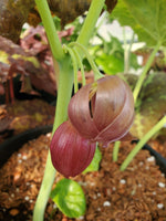 Podophyllum pleianthum - Big Pink Flowers