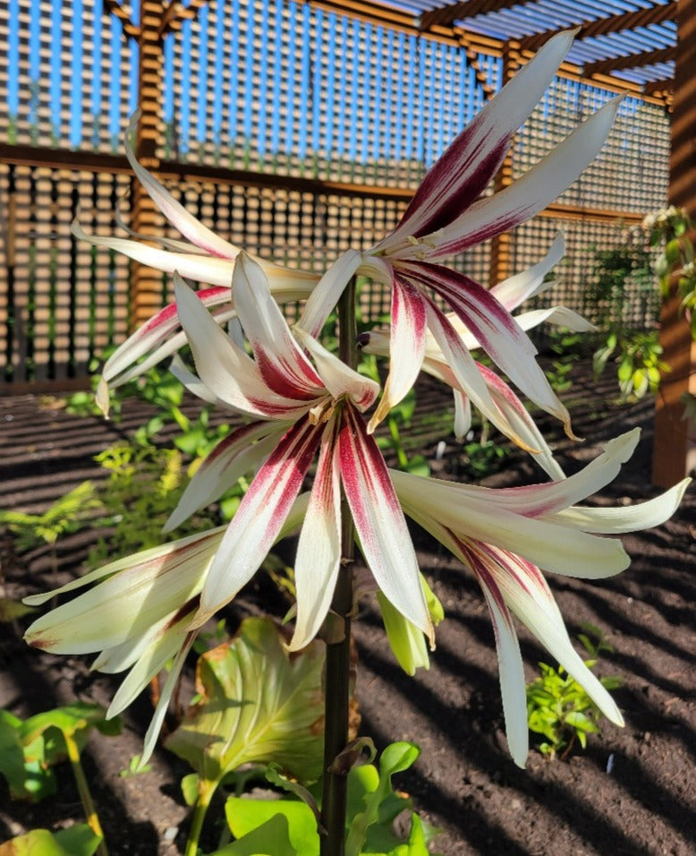 Cardiocrinum giganteum var. yunnanense H2MD 082