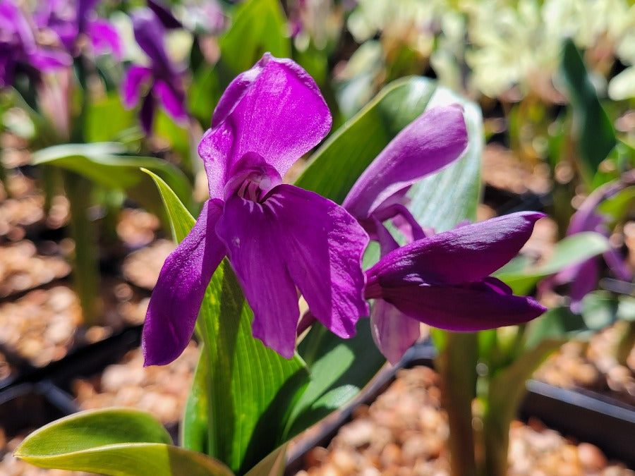 Roscoea 'Harvington Evening Star'