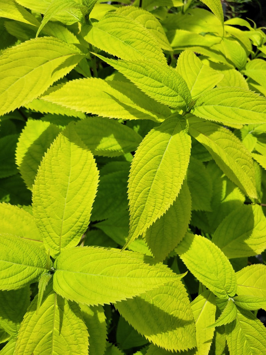 Comanthosphace stellipila 'Ogon' (Syn. Leucosceptrum stellipilum 'Ogon')