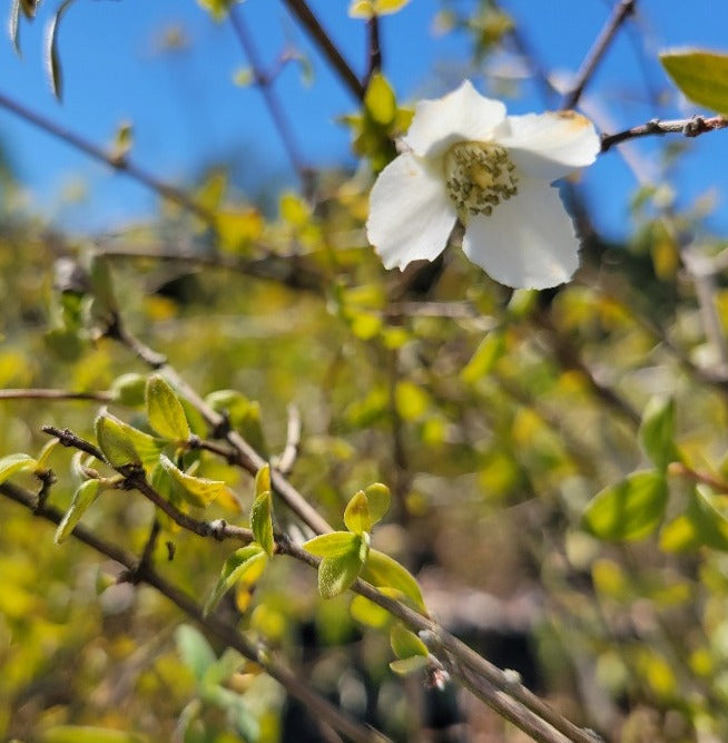 Philadelphus cf. microphyllus CEH 2217