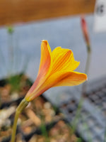 Habranthus tubispathus var. texensis