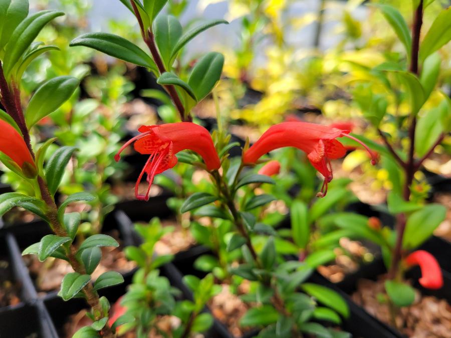 Aeschynanthus buxifolius YuGu 359