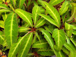 Impatiens omeiana - narrowleaf form
