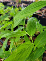 Globba emeiensis