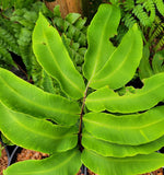 Dryopteris sieboldii