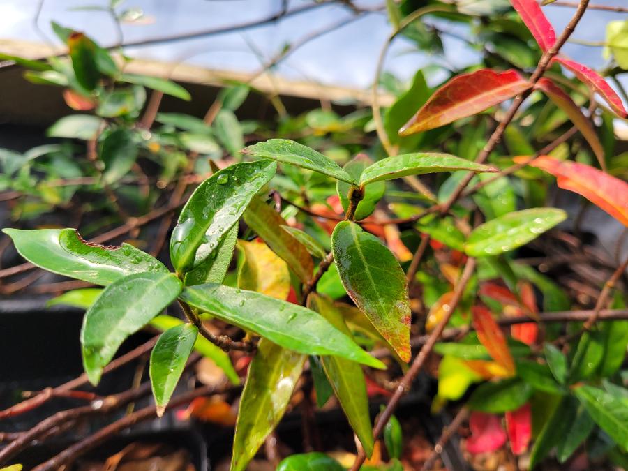 Trachelospermum jasminoides 'Wilsonii'