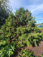 Juniperus pingii NAPE131
