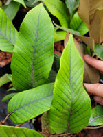 Pyrrosia heteractis YuGu 356