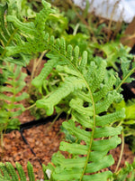 Polypodium x mantoniae 'Bifidograndiceps'