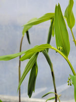 Polygonatum falcatum "Early Form"