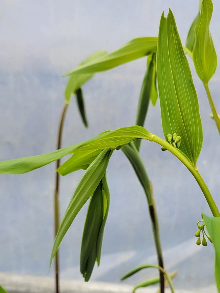 Polygonatum falcatum "Early Form"