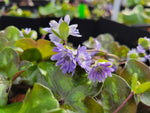 Hepatica nobilis var. japonica (Purple, Semi-Double)