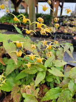 Epimedium 'Amber Queen'