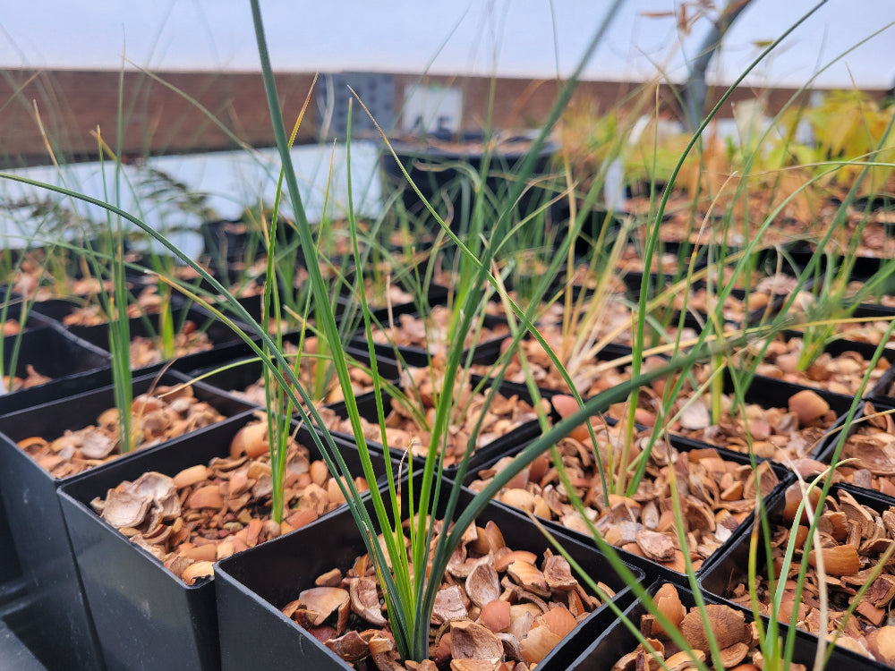 Nolina microcarpa