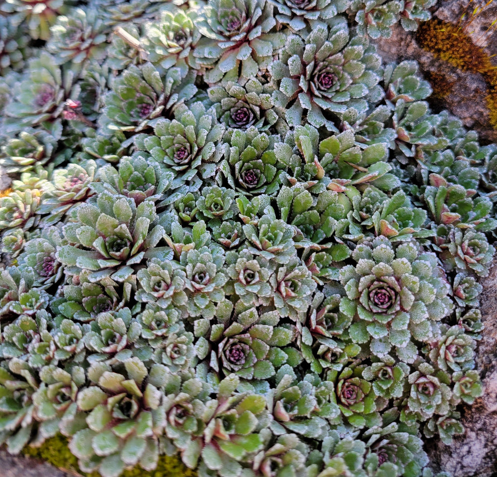 Saxifraga 'Whitehill'