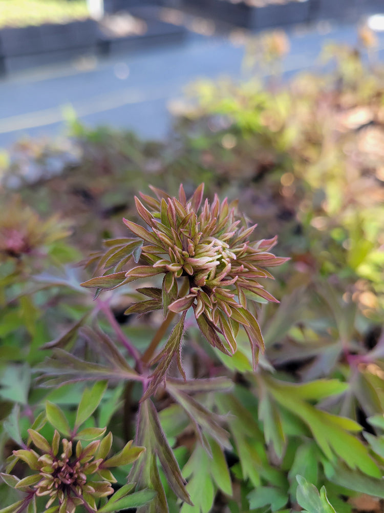 Anemone nemorosa - Bracteate Form