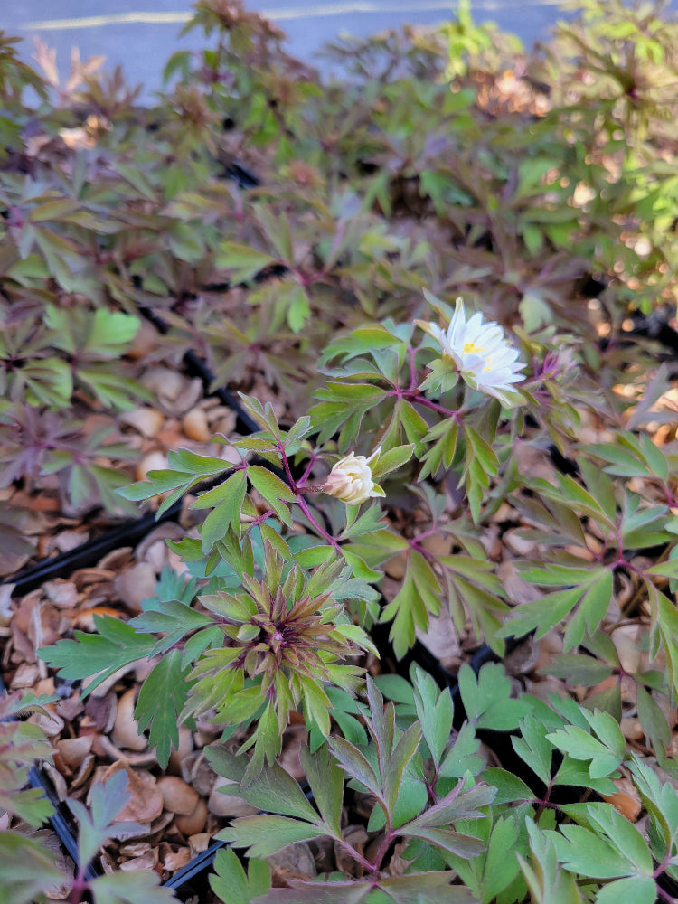 Anemone nemorosa - Bracteate Form