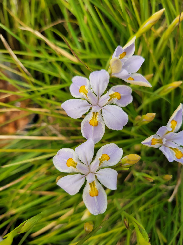 Iris dabashanense Clone