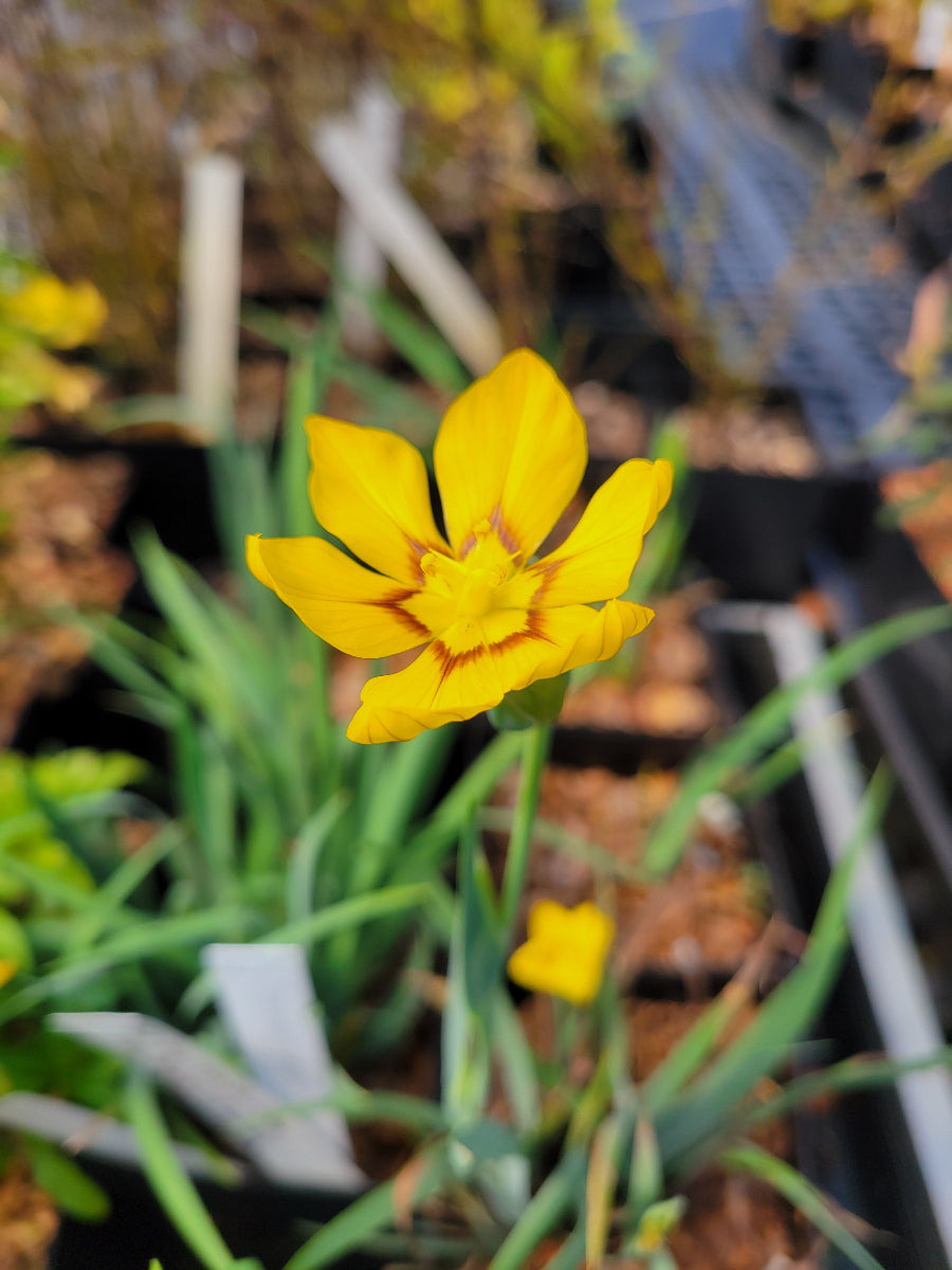 Sisyrinchium palmifolium