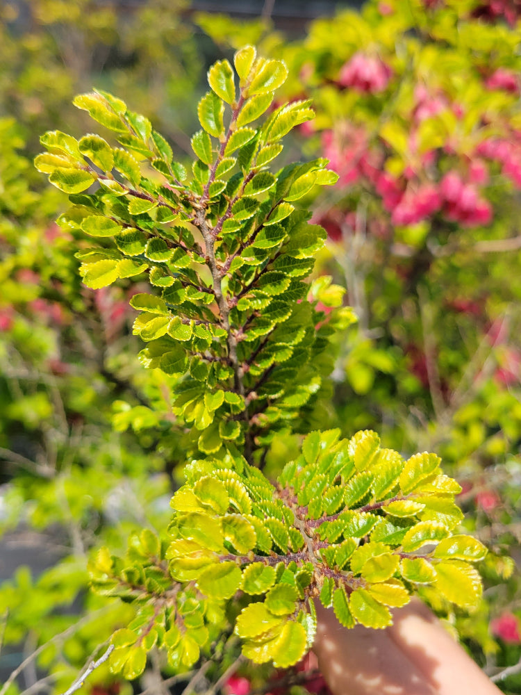 Ulmus parvifolia 'Seiju'