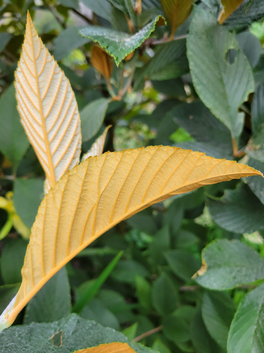 Sorbus sp. nova YuGu 027