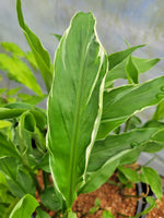 Zingiber mioga 'White Feather' (Previously as 'Dancing Crane')