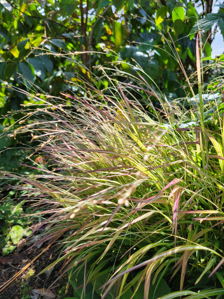 melica uniflora variegata Melica uniflora 'Variegata'